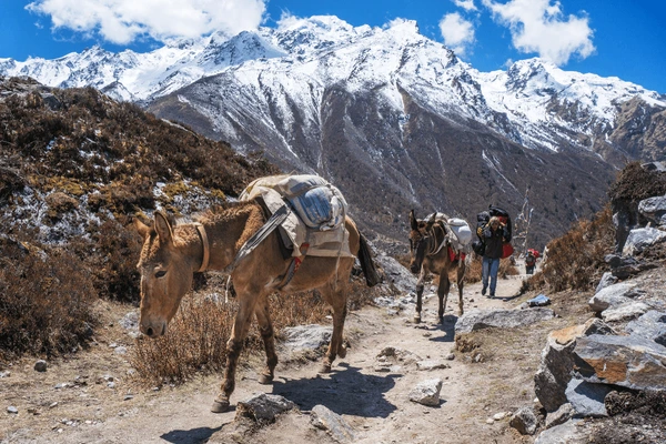 kyanjin gompa route
