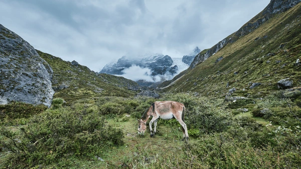horse grazing and background view of langtang lirung