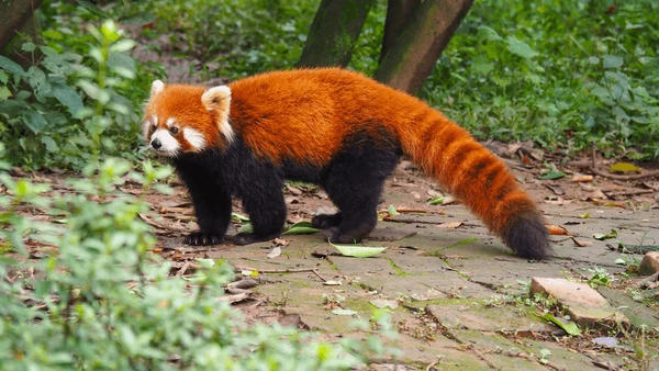 red panda in langtang national park